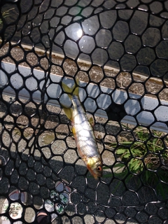 カワムツの釣果