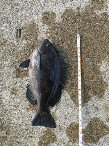 メジナの釣果