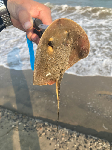 アカエイの釣果