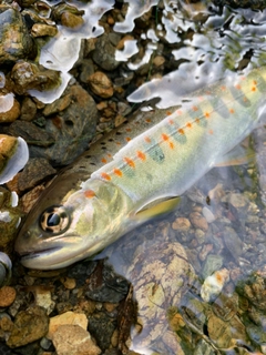 アマゴの釣果