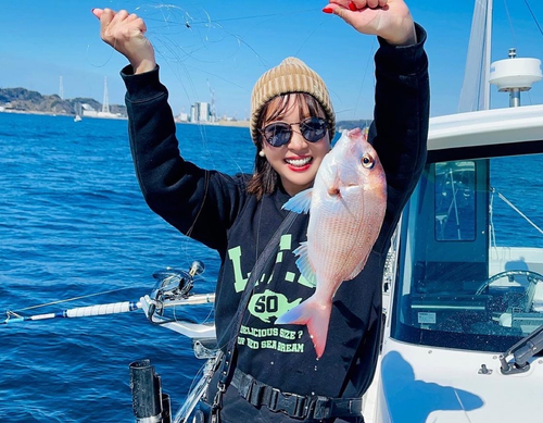 マダイの釣果