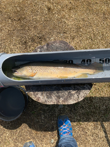 ブラウントラウトの釣果