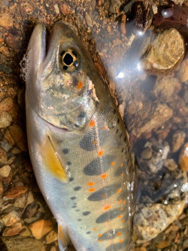 アマゴの釣果