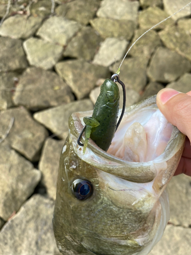 ラージマウスバスの釣果