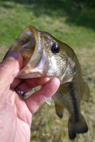 ラージマウスバスの釣果