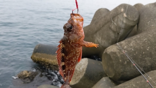 ガシラの釣果