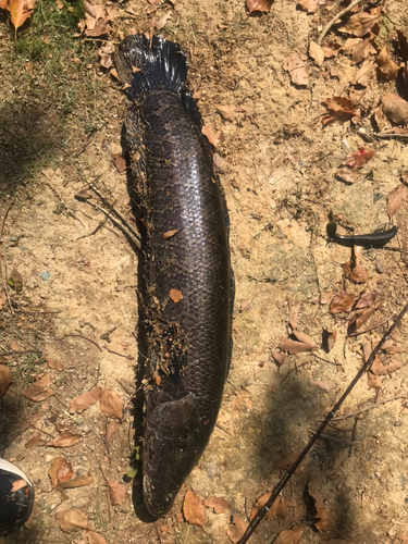 ライギョの釣果