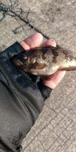 シロメバルの釣果