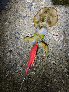 アオリイカの釣果