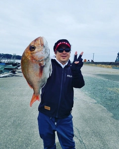 マダイの釣果