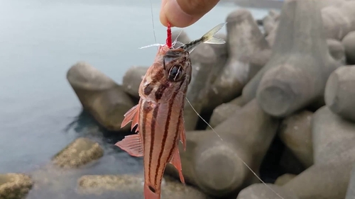 オオスジイシモチの釣果