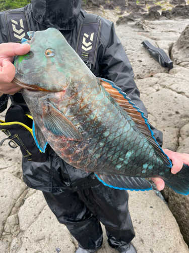 アオブダイの釣果