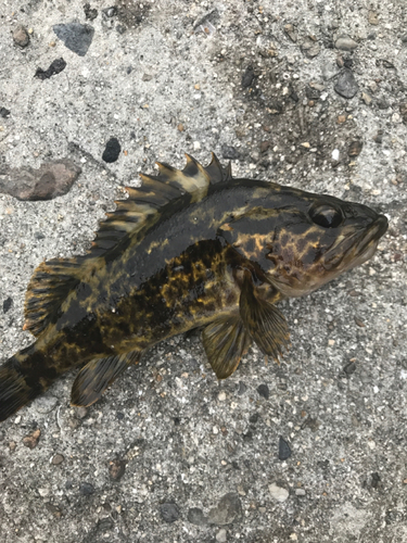 タケノコメバルの釣果