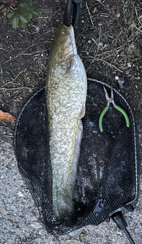 ナマズの釣果