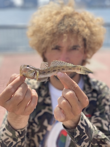 マハゼの釣果