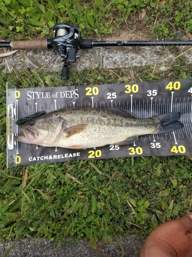 ブラックバスの釣果