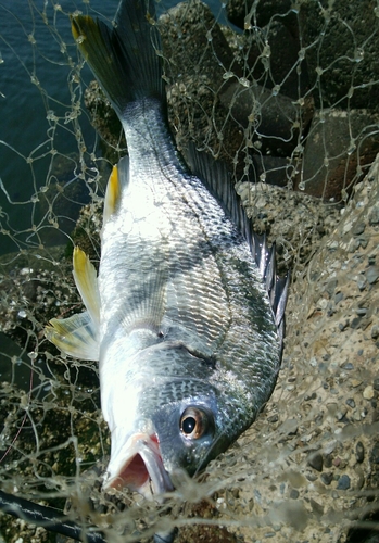 キビレの釣果