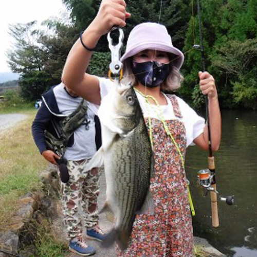 ストライパーの釣果