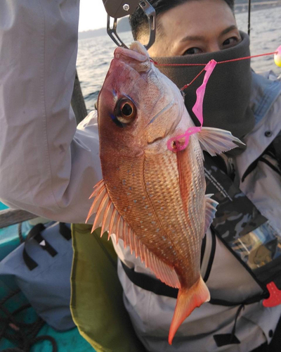 マダイの釣果