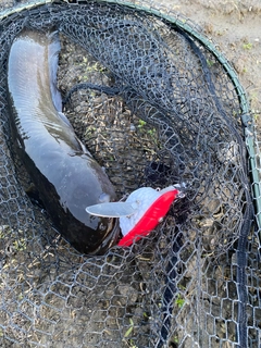 ナマズの釣果