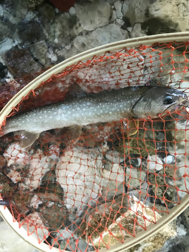 アメマスの釣果