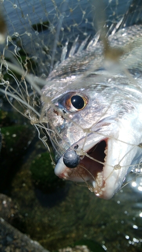 キビレの釣果