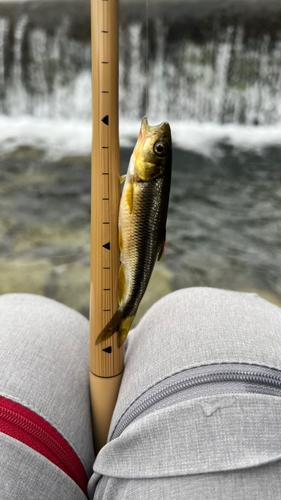 カワムツの釣果