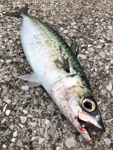 マサバの釣果