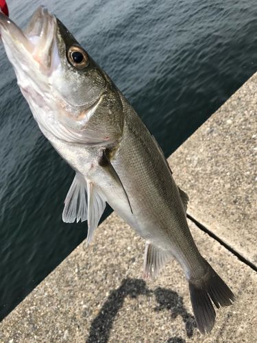 フッコ（マルスズキ）の釣果