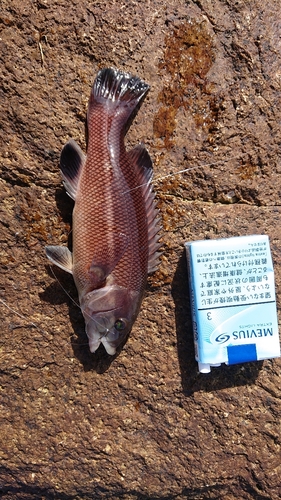 コブダイの釣果