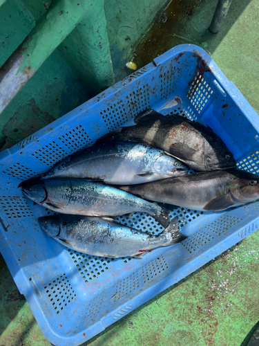 サクラマスの釣果