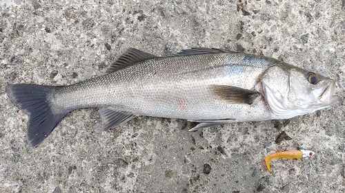 ヒラスズキの釣果