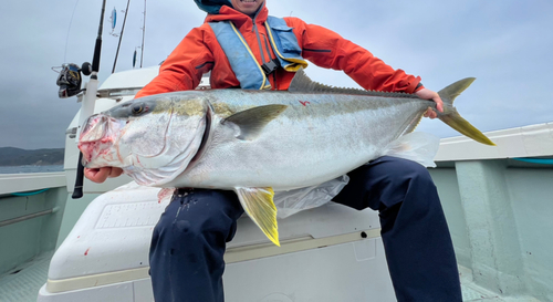 ヒラマサの釣果