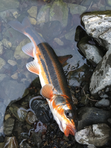 ウグイの釣果