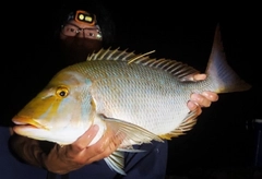 ハマフエフキの釣果