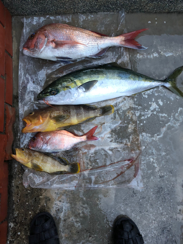 タイの釣果