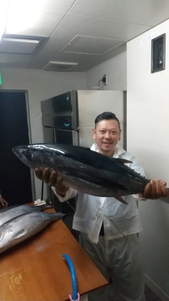 ビンチョウマグロの釣果