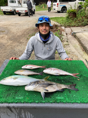 ツバスの釣果