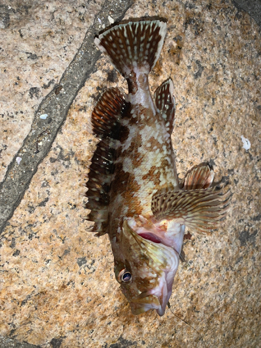 アラカブの釣果