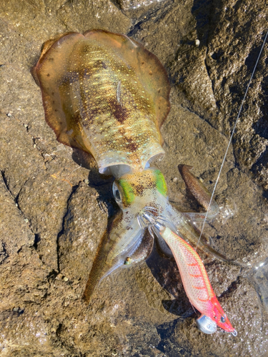 アオリイカの釣果