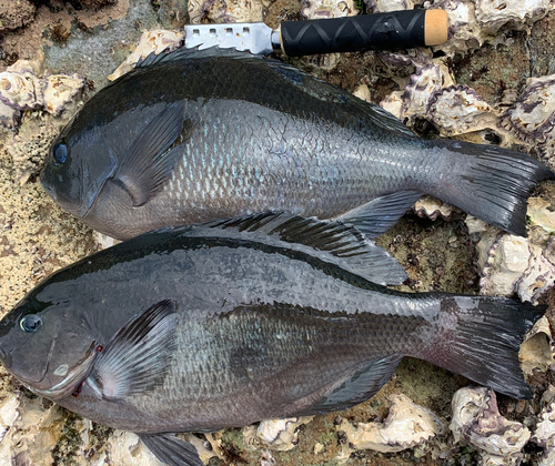 クチブトグレの釣果