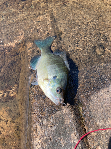 ブルーギルの釣果