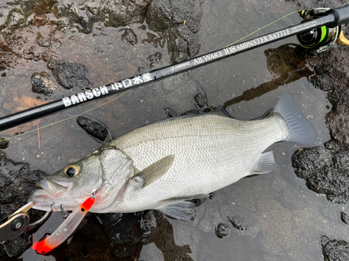 ヒラスズキの釣果