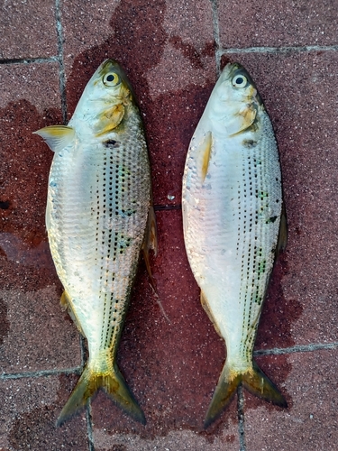 コノシロの釣果