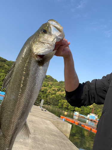 スズキの釣果