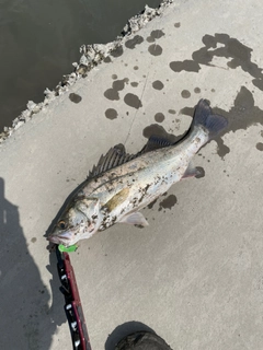 シーバスの釣果