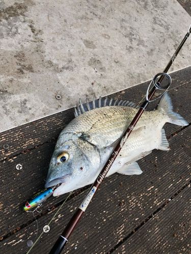 ミナミクロダイの釣果