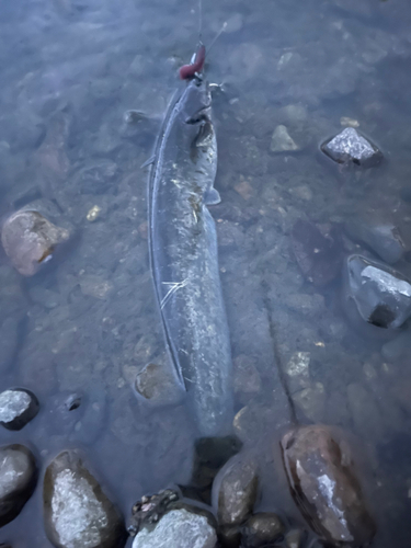 ナマズの釣果