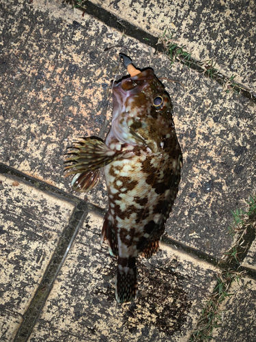 タケノコメバルの釣果