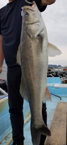 スズキの釣果